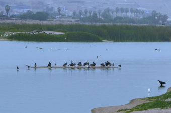 The Marvilla Lagoon  - Lima