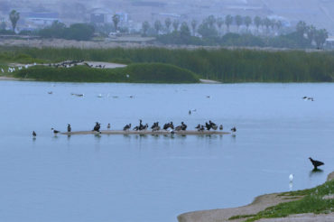 The Marvilla Lagoon  - Lima