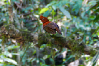 Chanchamayo - Paseo Fotográfico Catarata Chiwaku